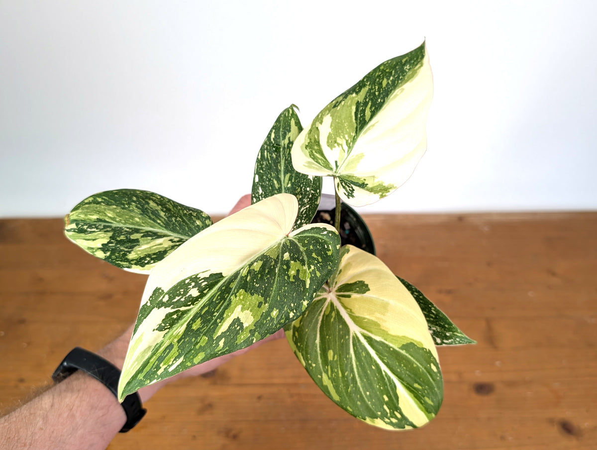 Philodendron Gloriosum Variegated (Type 2) - EXACT Plant #20A