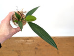 Anthurium Wendlingeri