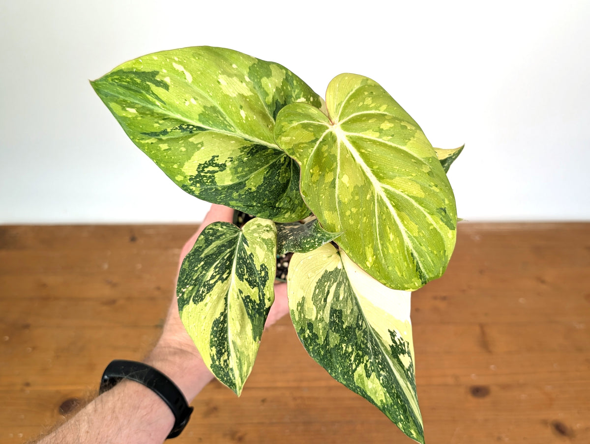 Philodendron Gloriosum Variegated (Type 2) - EXACT Plant #19B