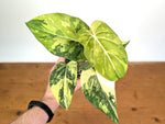 Philodendron Gloriosum Variegated (Type 2) - EXACT Plant #19B