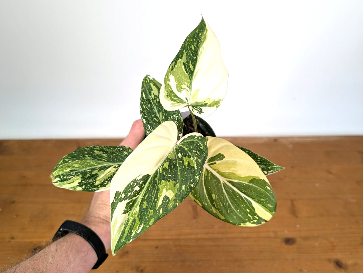 Philodendron Gloriosum Variegated (Type 2) - EXACT Plant #20A