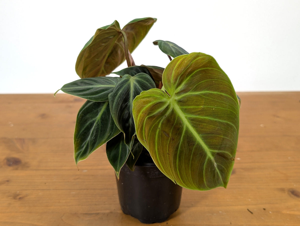 Philodendron Rubrijuvenile 'El Choco Red'