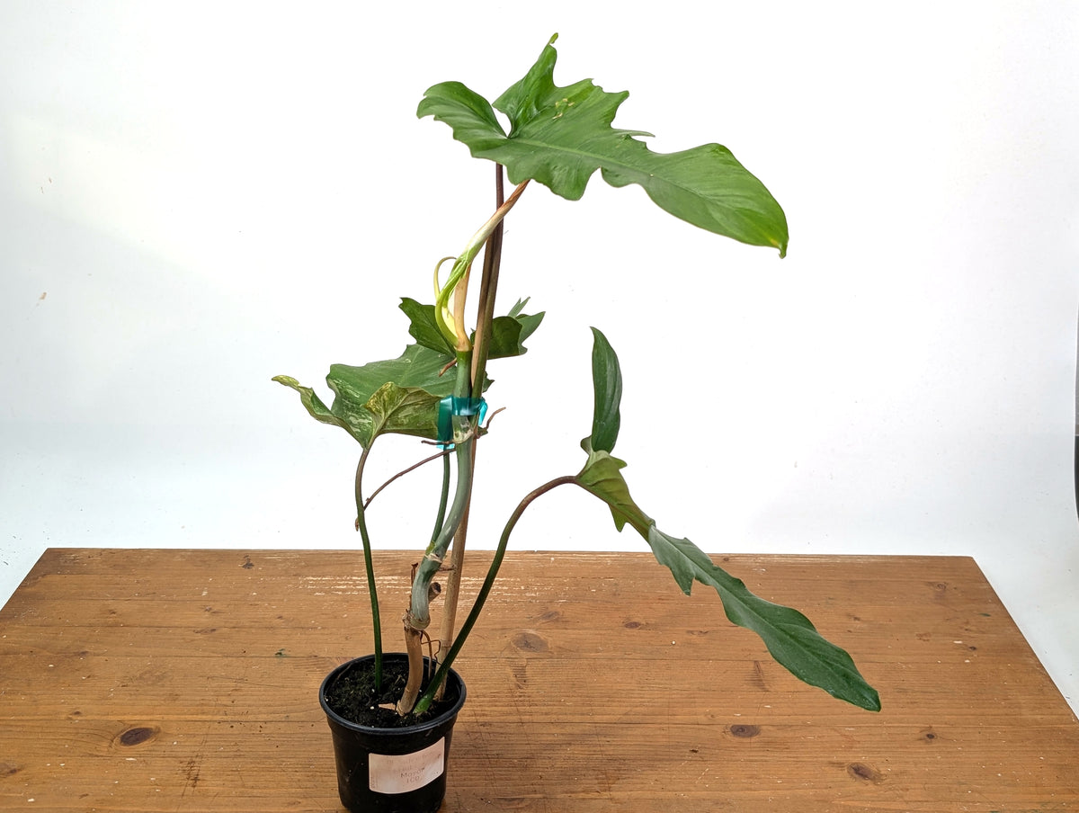 Philodendron Florida Beauty x Mayoi - Exact Plant #10D