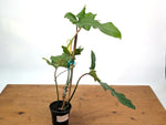 Philodendron Florida Beauty x Mayoi - Exact Plant #10D