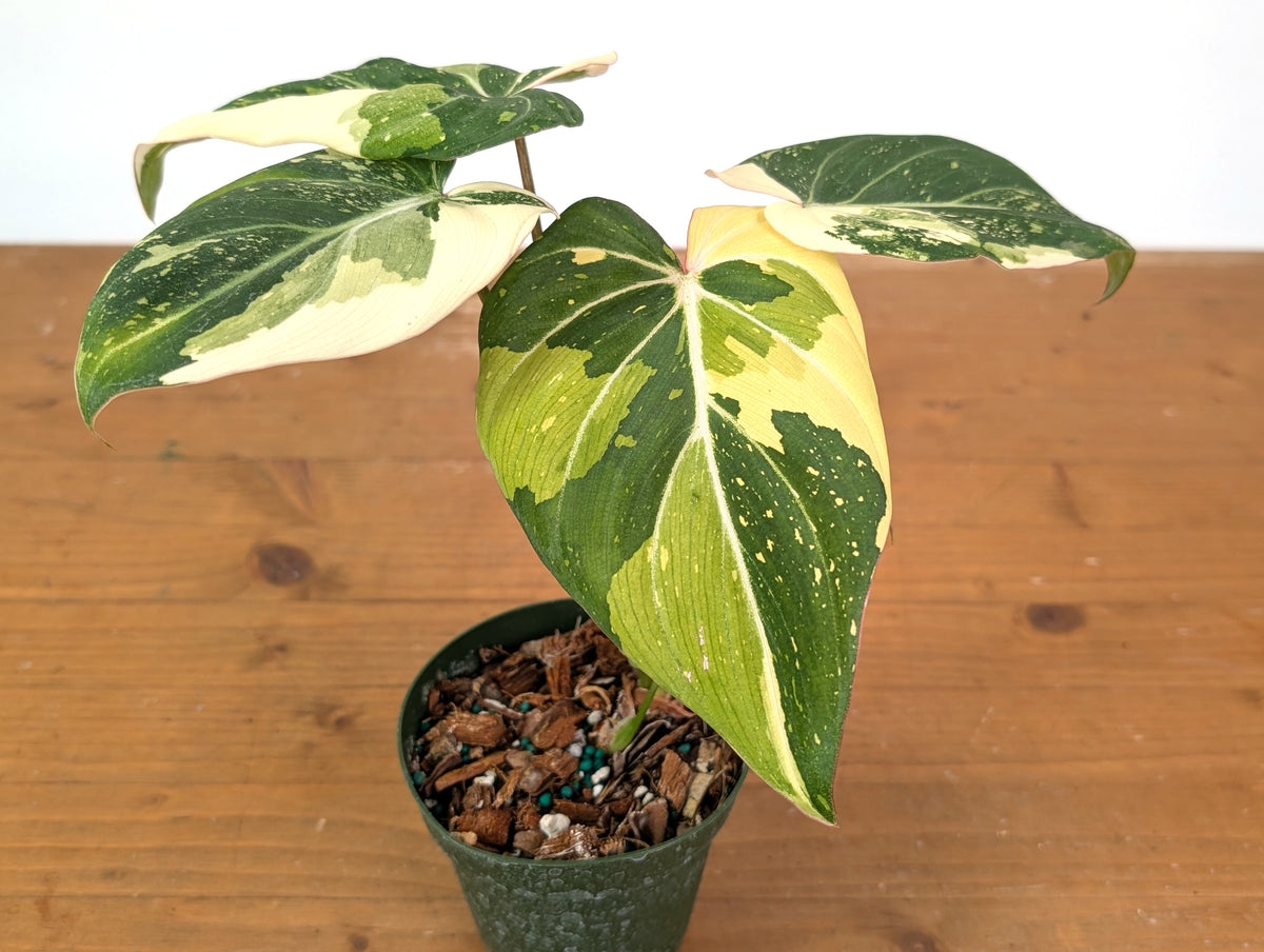 Philodendron Gloriosum Variegated - Exact Plant #13D