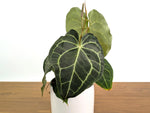 Anthurium Clarinervium Seed Grown Open-Pollinated Hybrids