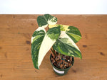 Philodendron Gloriosum Variegated - Exact Plant #13D