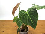Philodendron Rubrijuvenile 'El Choco Red'