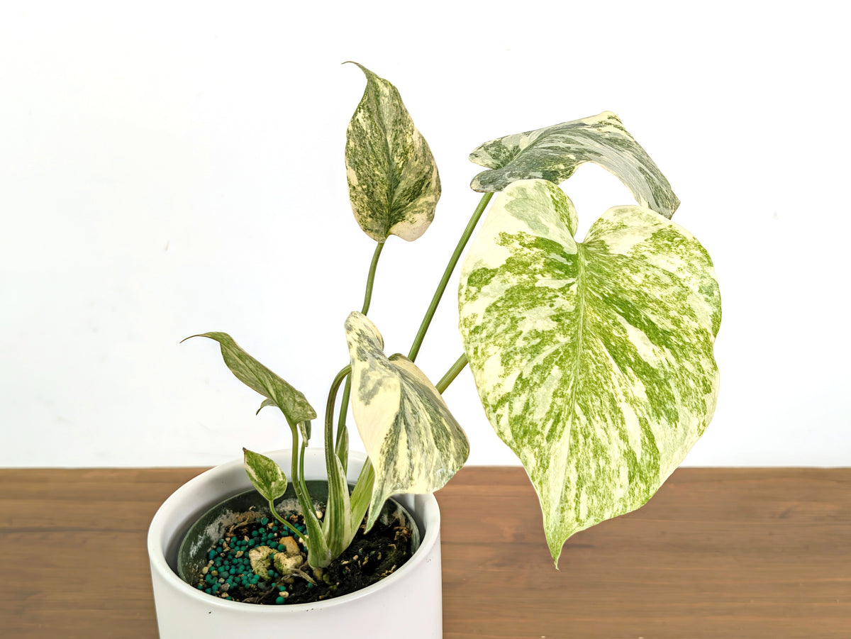 Monstera Legacy