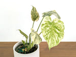 Monstera Legacy