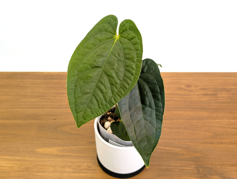 Anthurium Dressleri x Black Diamond