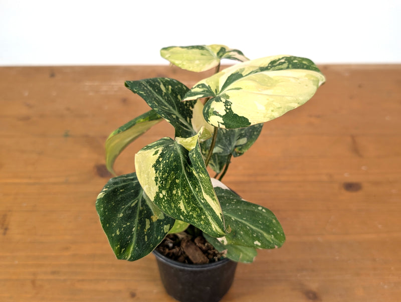 Philodendron Gloriosum Variegated (Type 2) - EXACT Plant #19C
