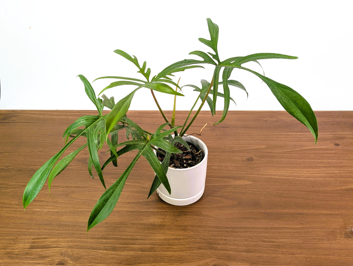 Philodendron Florida Beauty x Polypodioides - Exact #20A - 4 inch