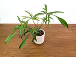 Philodendron Florida Beauty x Polypodioides - Exact #20A - 4 inch