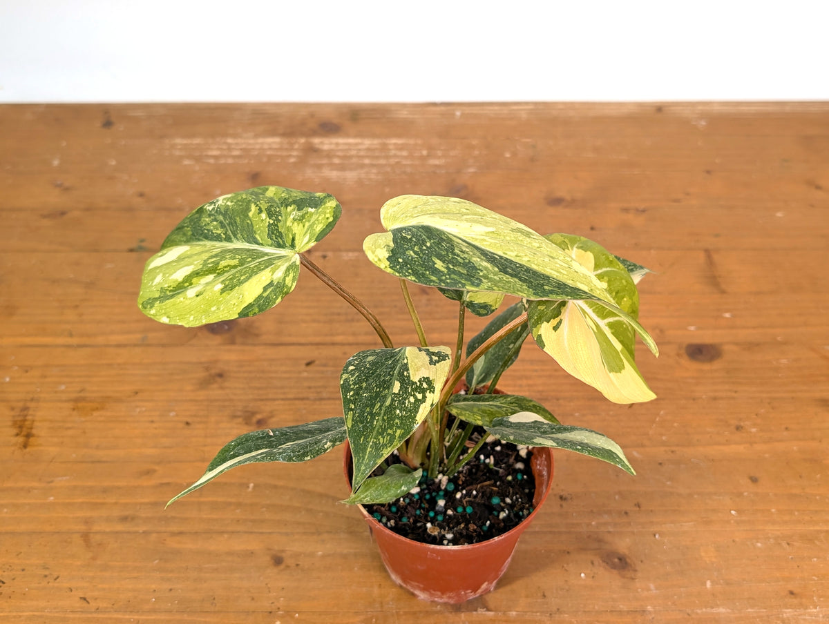 Philodendron Gloriosum Variegated (Type 2) - EXACT Plant #20D