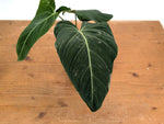 Philodendron Glorious (Gloriosum x Melanochrysum)