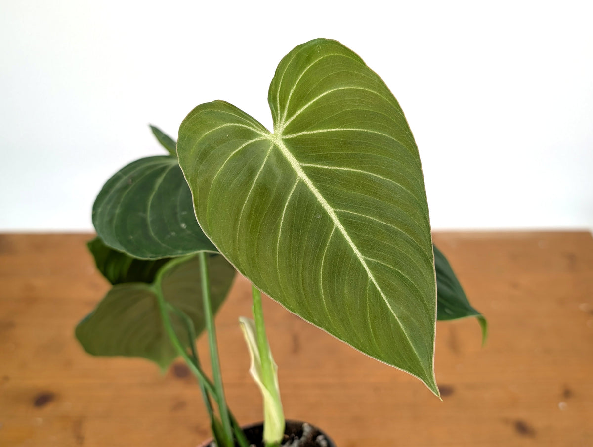 Philodendron Glorious (Gloriosum x Melanochrysum)