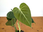 Philodendron Glorious (Gloriosum x Melanochrysum)