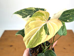 Philodendron Gloriosum Variegated (Type 2) - EXACT Plant #19D