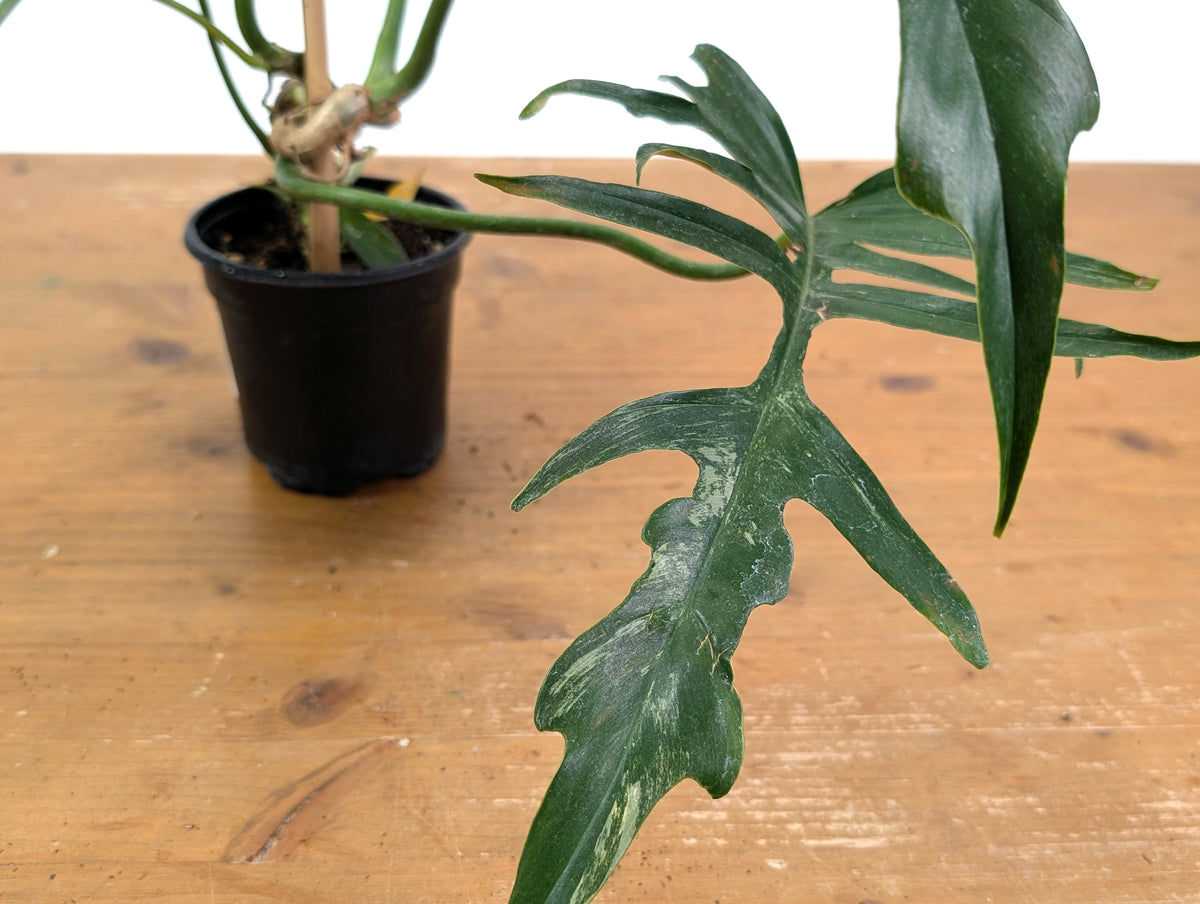 Philodendron Florida Beauty x Tortum (Variegated) Exact Plant #10A