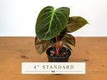 Philodendron Rubrijuvenile 'El Choco Red'