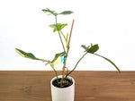 Philodendron Florida Beauty x Mayoi Variegated - Exact Plant #24A in 4" Pot