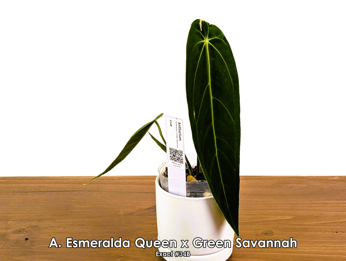 Anthurium Esmeralda Queen x Green Savannah - Pick Your Exact One of a Kind Plant