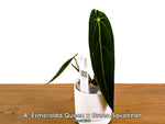 Anthurium Esmeralda Queen x Green Savannah - Pick Your Exact One of a Kind Plant