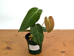 Anthurium Silver Blush x Papillilamimum