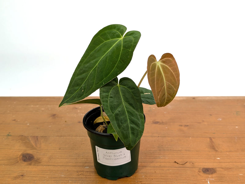 Anthurium Silver Blush x Papillilamimum