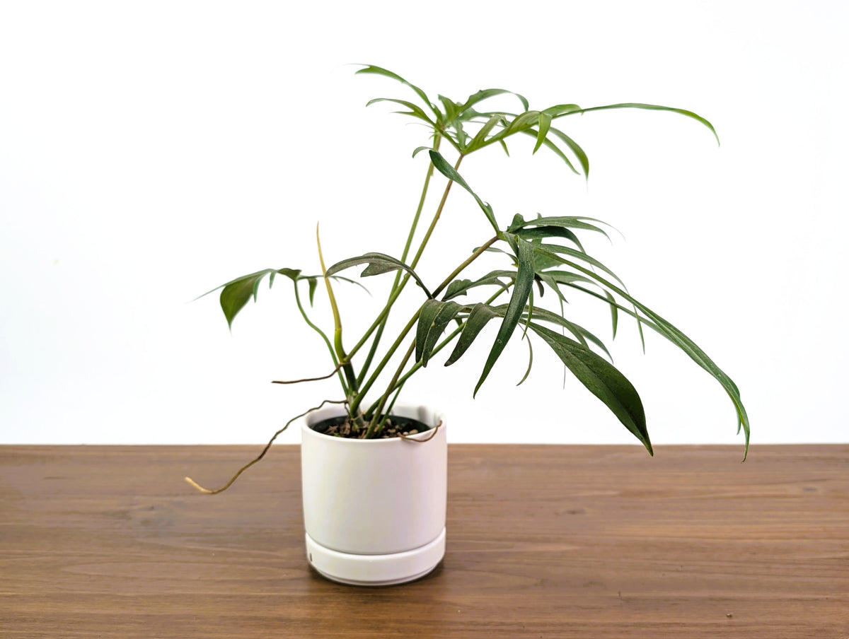 Philodendron Florida Beauty x Polypodioides - Exact #20A - 4 inch