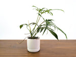 Philodendron Florida Beauty x Polypodioides - Exact #20A - 4 inch