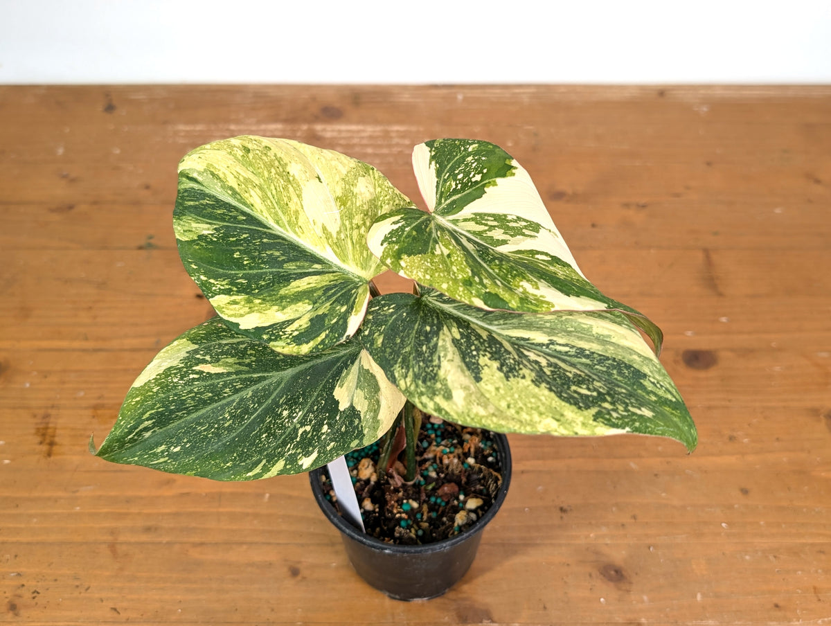 Philodendron Gloriosum Variegated (Type 2) - EXACT Plant #19E