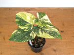 Philodendron Gloriosum Variegated (Type 2) - EXACT Plant #19E