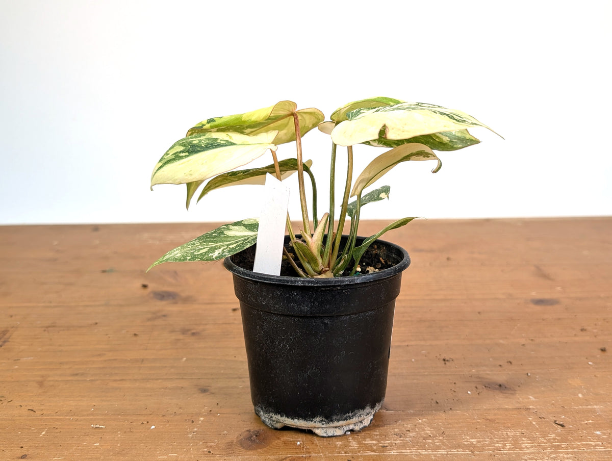 Philodendron Gloriosum Variegated (Type 2) - EXACT Plant #20E