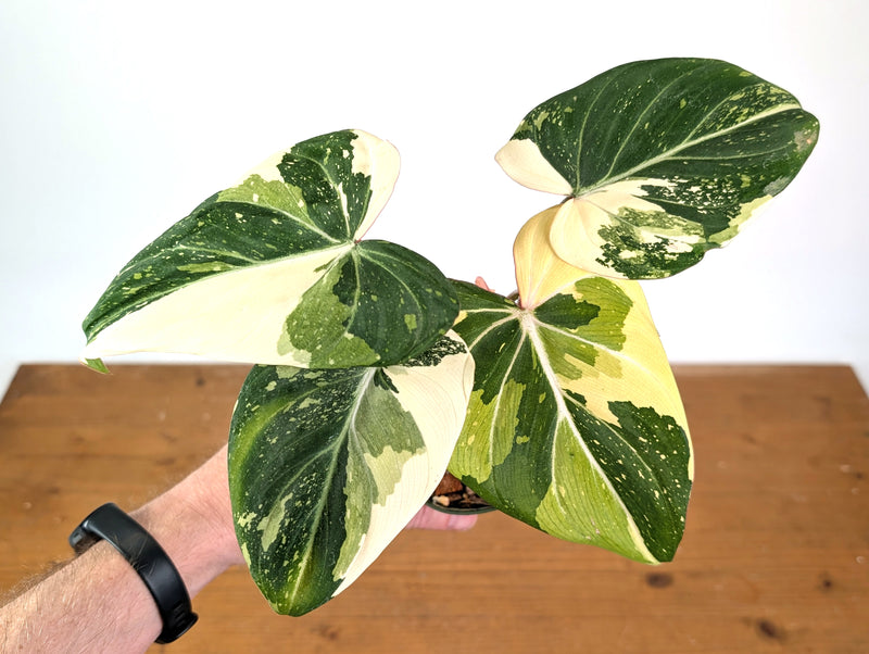 Philodendron Gloriosum Variegated - Exact Plant #13D