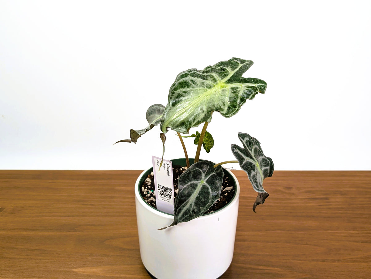 Alocasia Venom