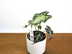 Alocasia Venom