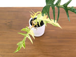 Philodendron Florida Beauty Variegated x Tortum Exact Plant in 4" Pot - #27A