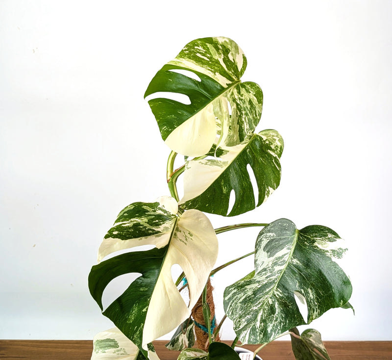 Monstera Albo Borsigniana Variegata - Exact Plant #27D - 6" Pot