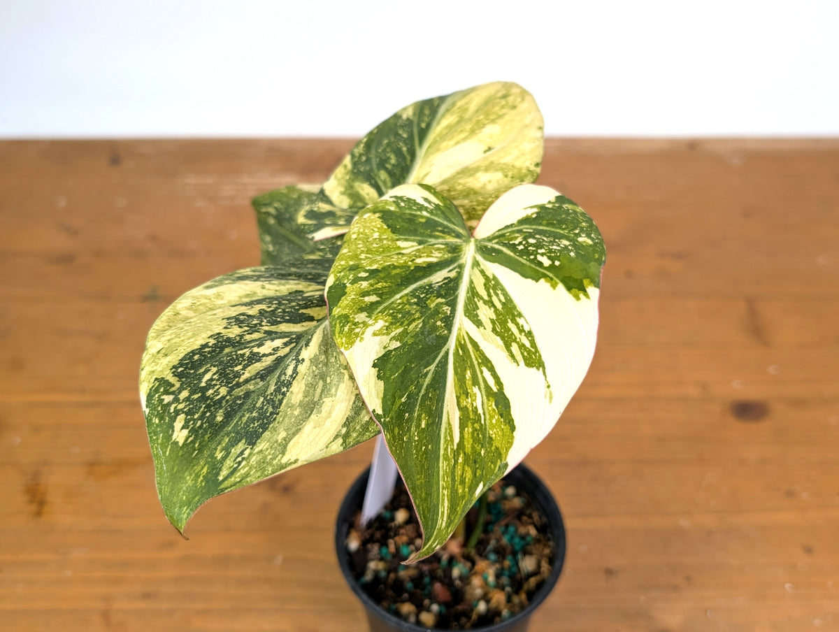 Philodendron Gloriosum Variegated (Type 2) - EXACT Plant #19E