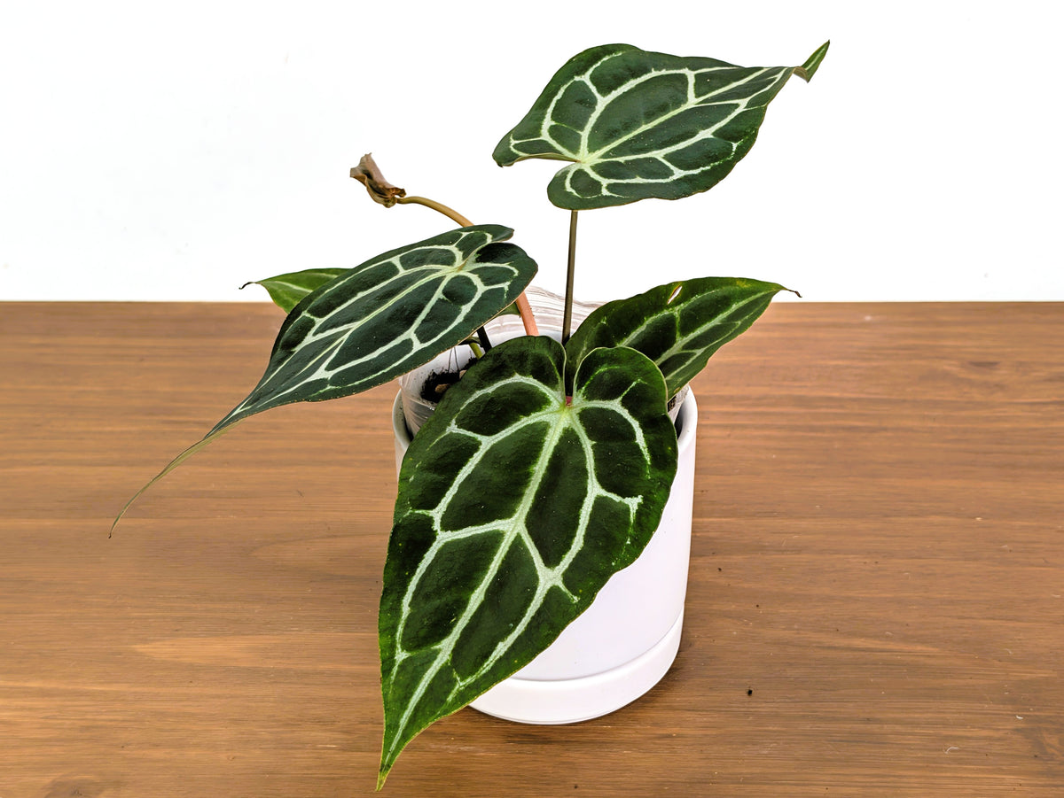 Anthurium Crystallinum x Carlablackiae