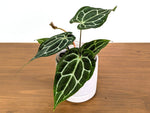 Anthurium Crystallinum x Carlablackiae