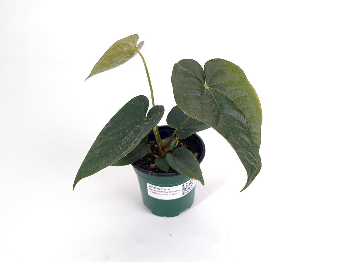 Anthurium Forgetii x Luxurians
