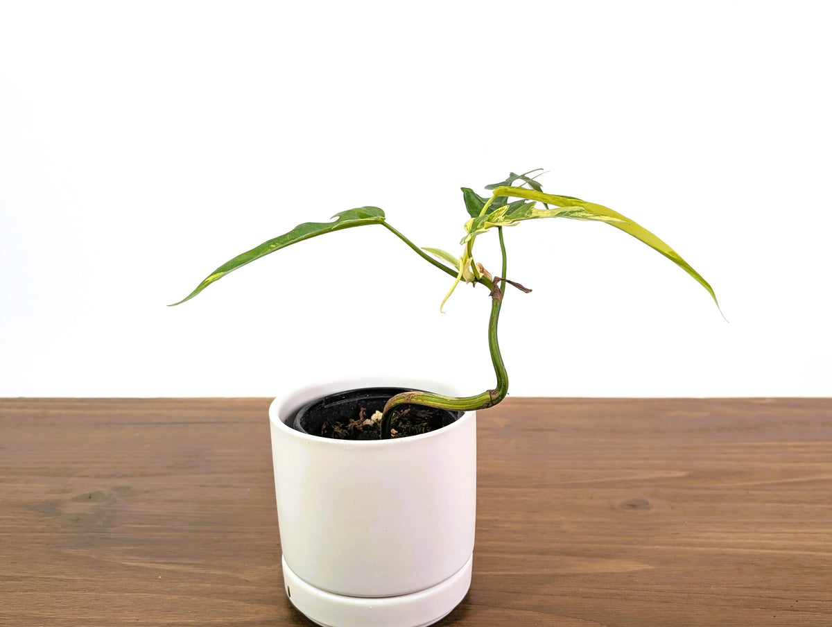 Philodendron Florida Beauty Variegated x Tortum Exact Plant in 4" - #20A