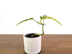 Philodendron Florida Beauty Variegated x Tortum Exact Plant in 4" - #20A