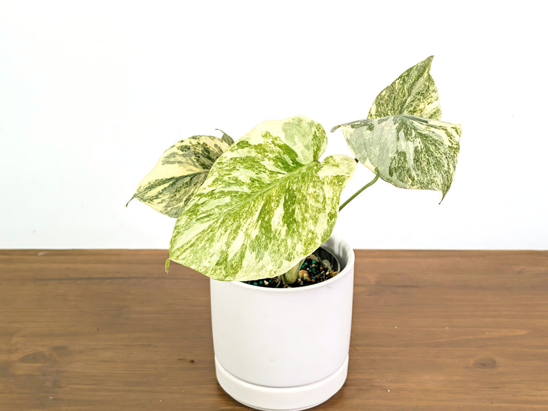 Monstera Legacy