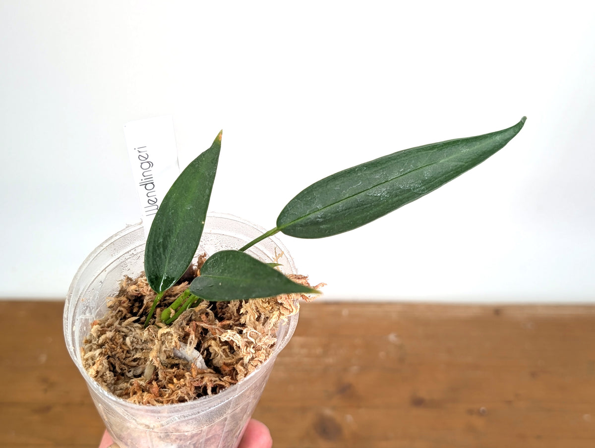 Anthurium Wendlingeri