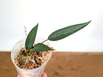 Anthurium Wendlingeri