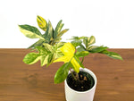 Philodendron Pedatum Variegated - Exact Plant #52A - 4 inch